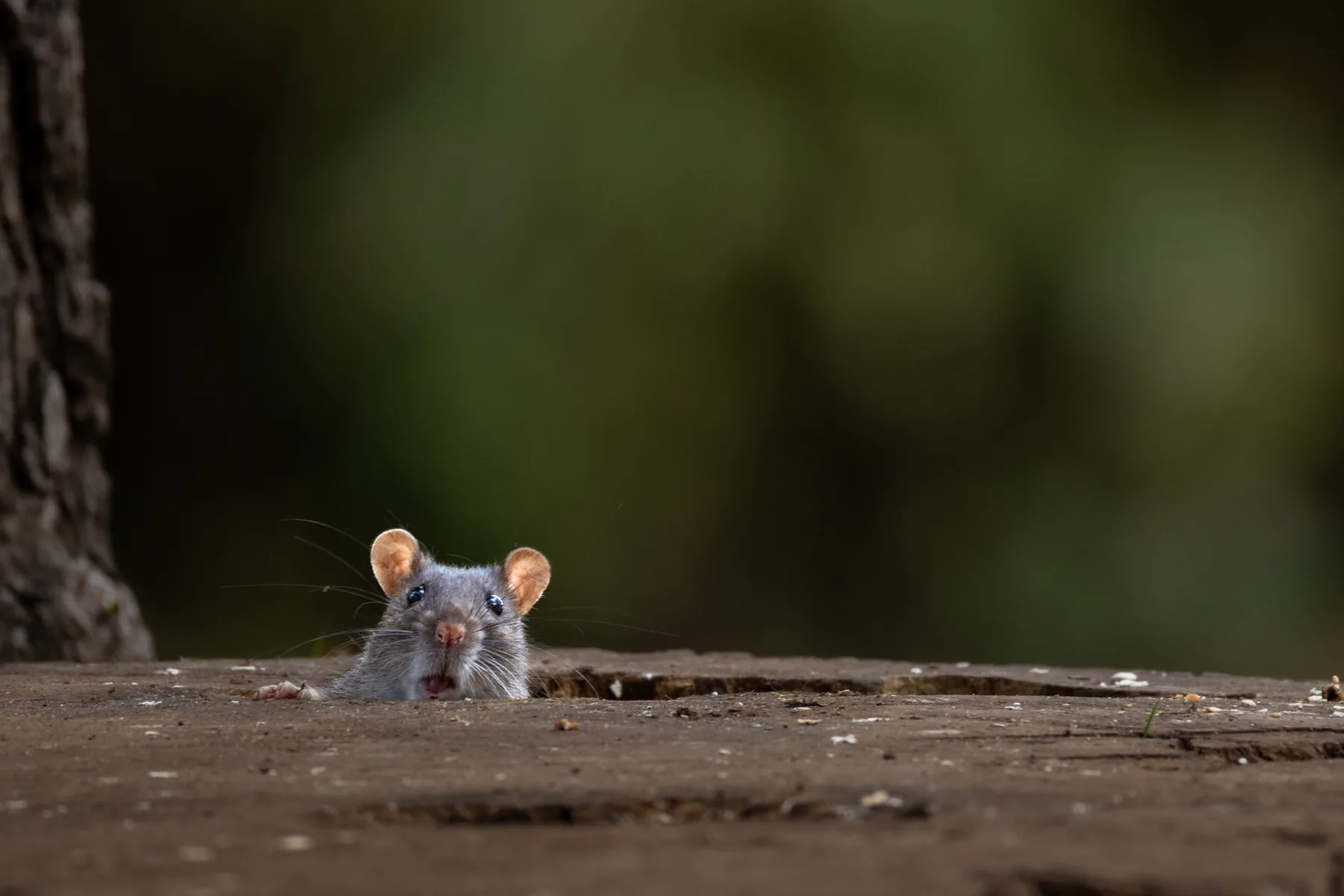 Rat peeking from a hole in a wooden surface, with blurred green background.