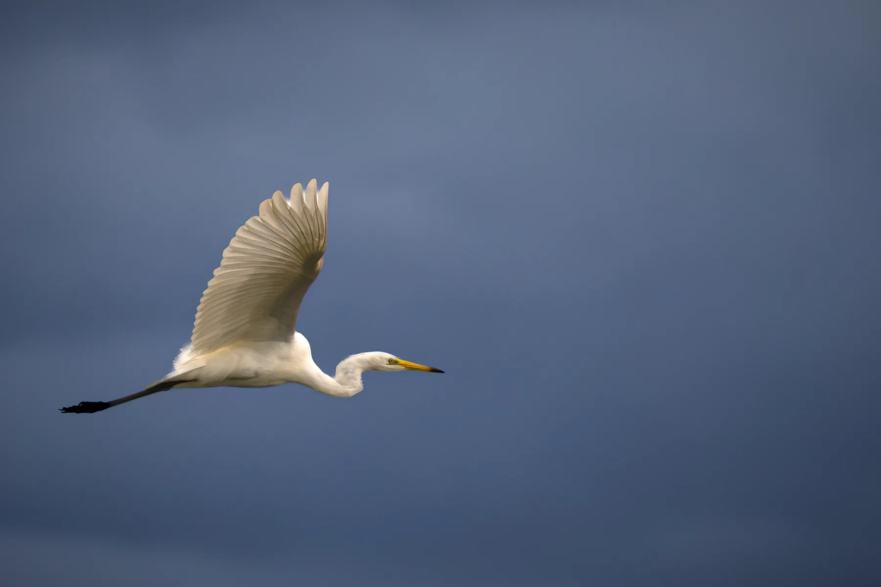 White egret in flight with wings extended against a gray sky.