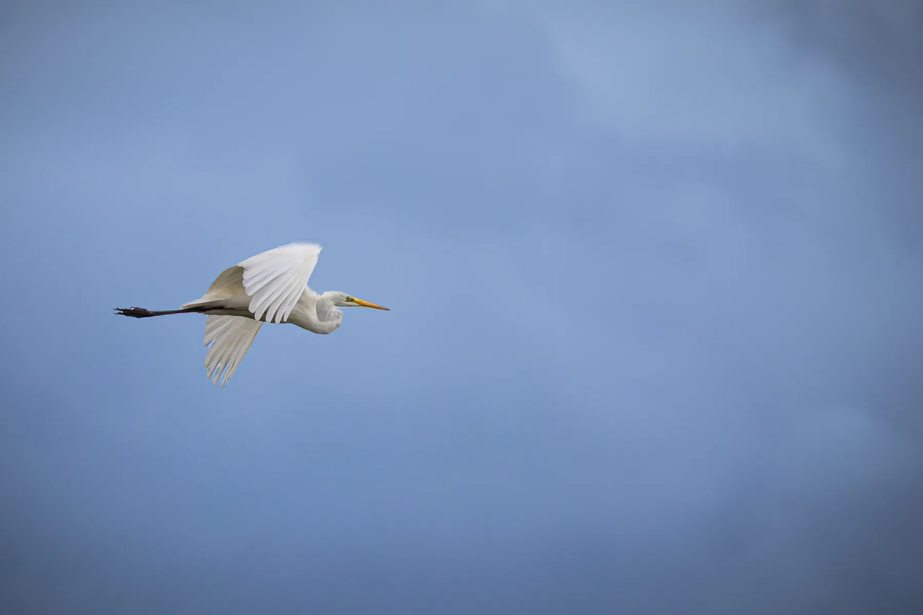White egret in flight against a blue sky.