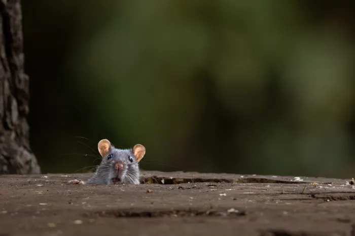 Rat peeking from a hole in a wooden surface, with blurred green background.