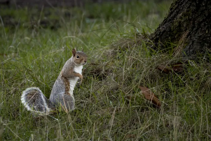 Grey squirrel standing upright in grass near the base of a tree trunk