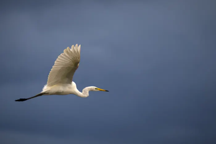 White egret in flight with wings extended against a gray sky.