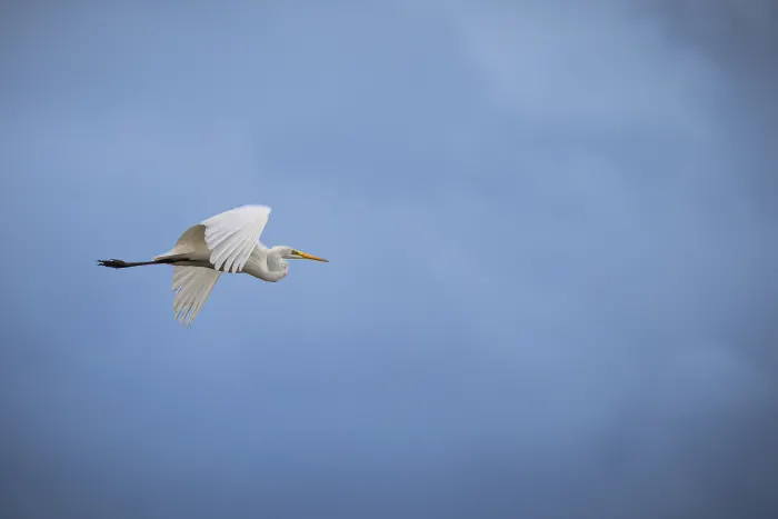White egret in flight against a blue sky.