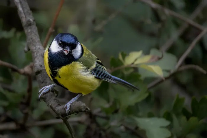 Great tit perched on a branch, yellow belly and black head against soft green foliage background