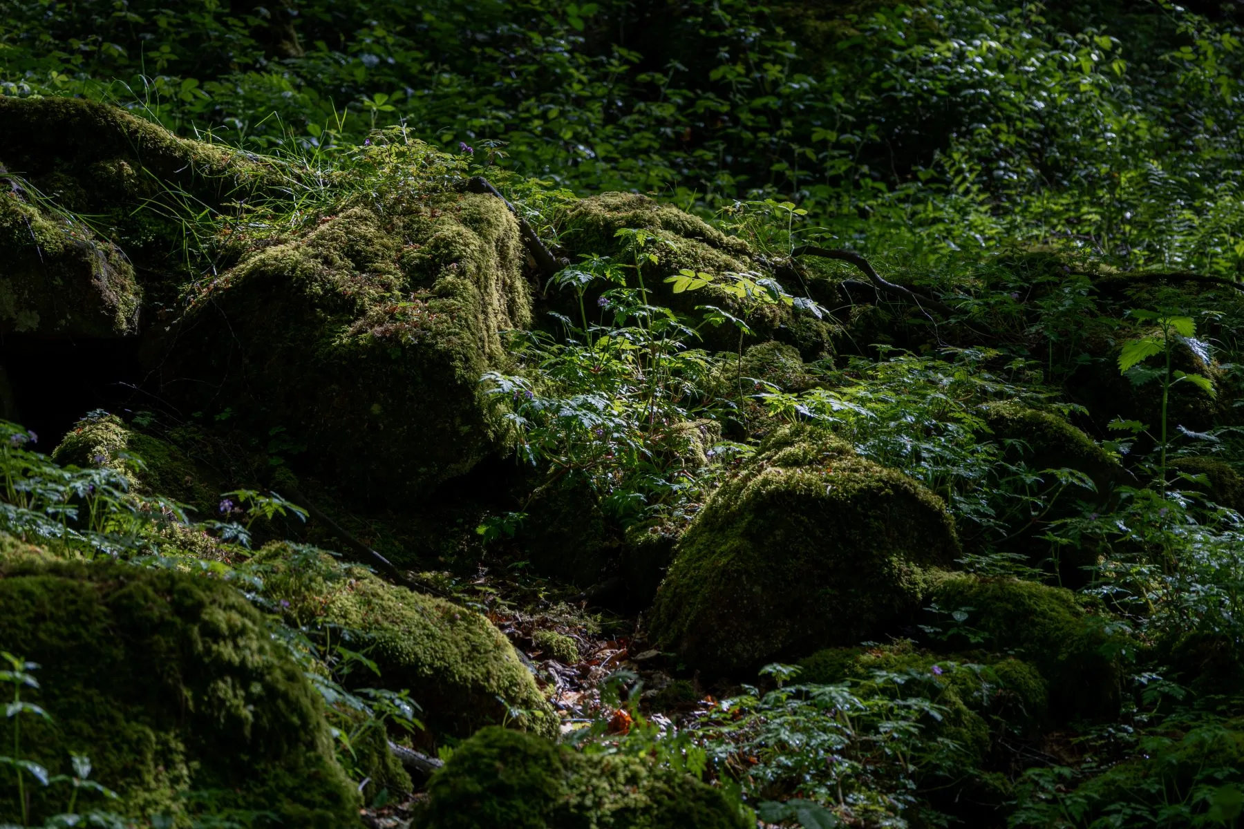 Moss-covered boulders and leafy undergrowth in a shaded forest, with dappled sunlight across the rocks.