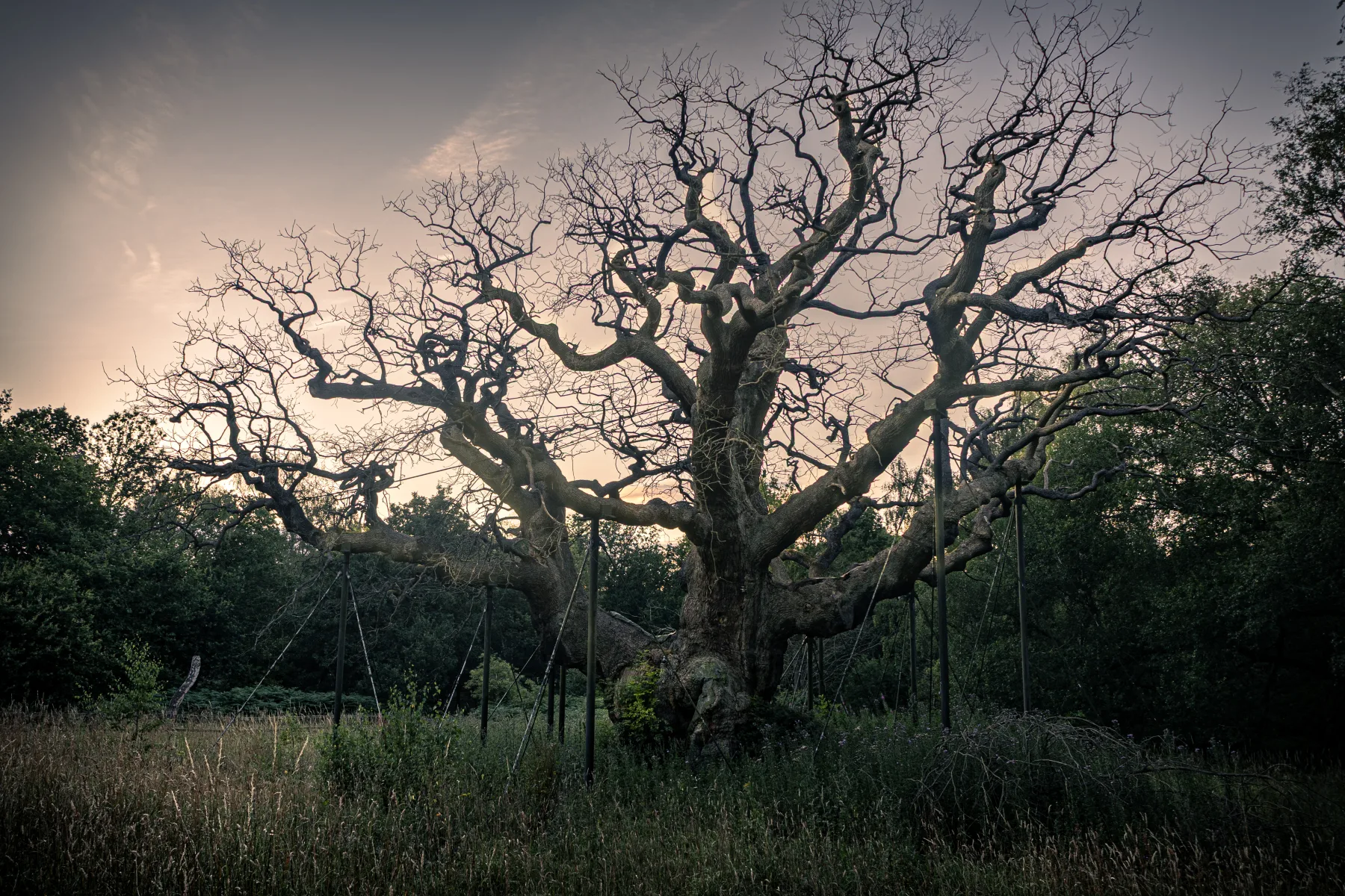 Leafless tree with sprawling branches in a grassy field at dusk under a cloudy sky.