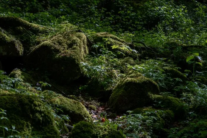 Moss-covered boulders and leafy undergrowth in a shaded forest, with dappled sunlight across the rocks.