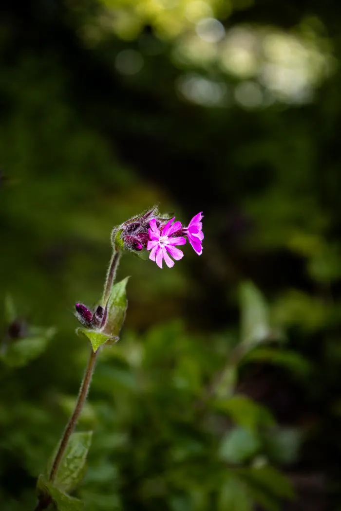 Small pink wildflower in sharp focus against a dark green blurred forest background.