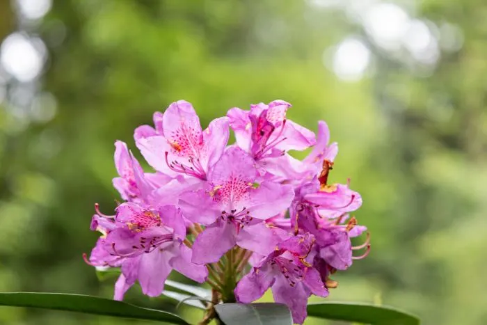 Pink rhododendron blossoms in focus against a soft green bokeh background.