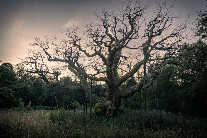 Leafless tree with sprawling branches in a grassy field at dusk under a cloudy sky.