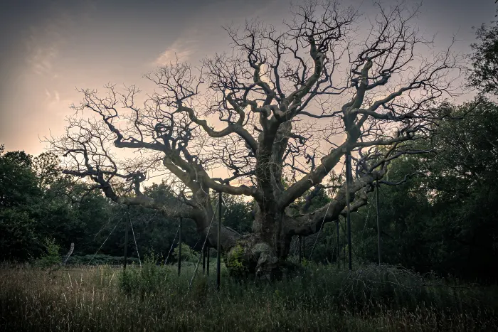 Leafless tree with sprawling branches in a grassy field at dusk under a cloudy sky.