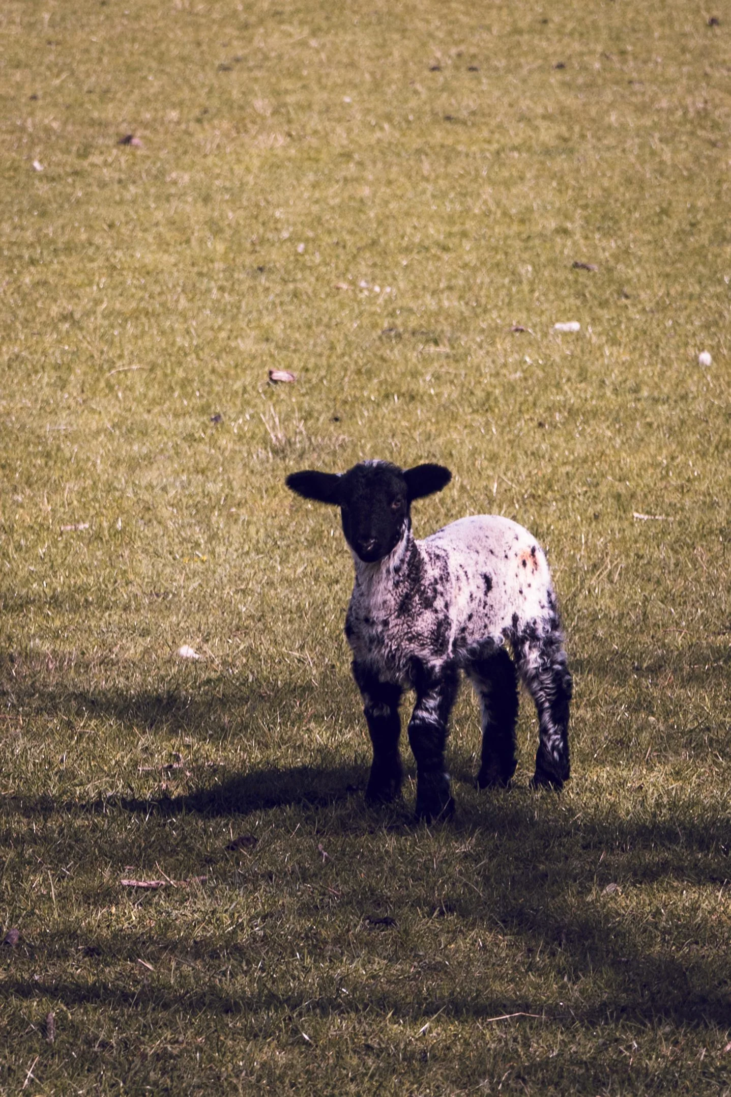 Black-faced lamb standing on a grassy field, casting a long shadow.
