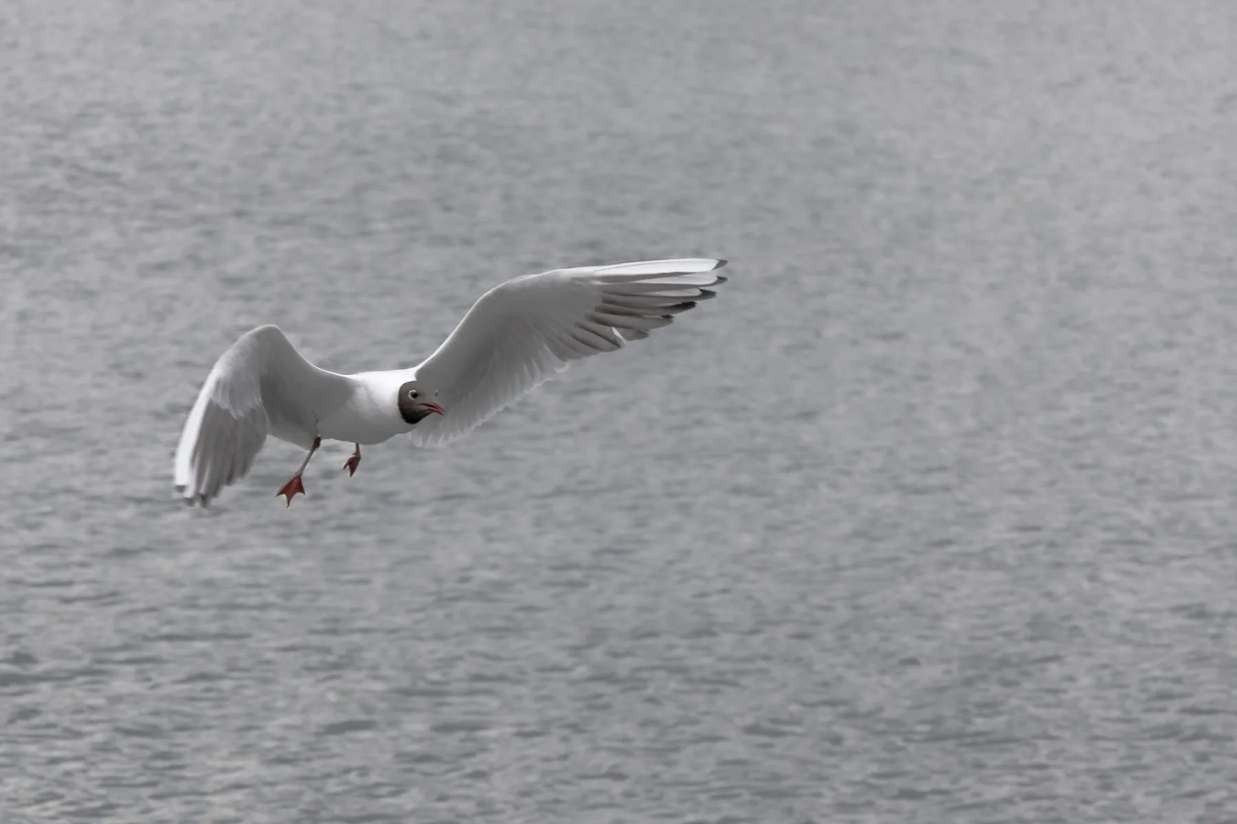 Seagull in flight with wings spread over rippling water surface.