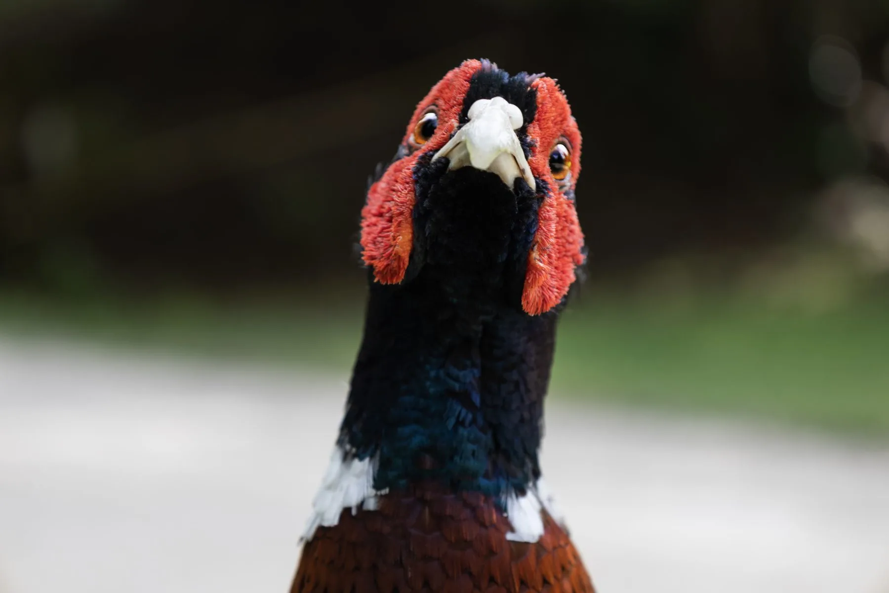 Close-up of a pheasant’s head with red facial wattles and pale beak against a blurred background.