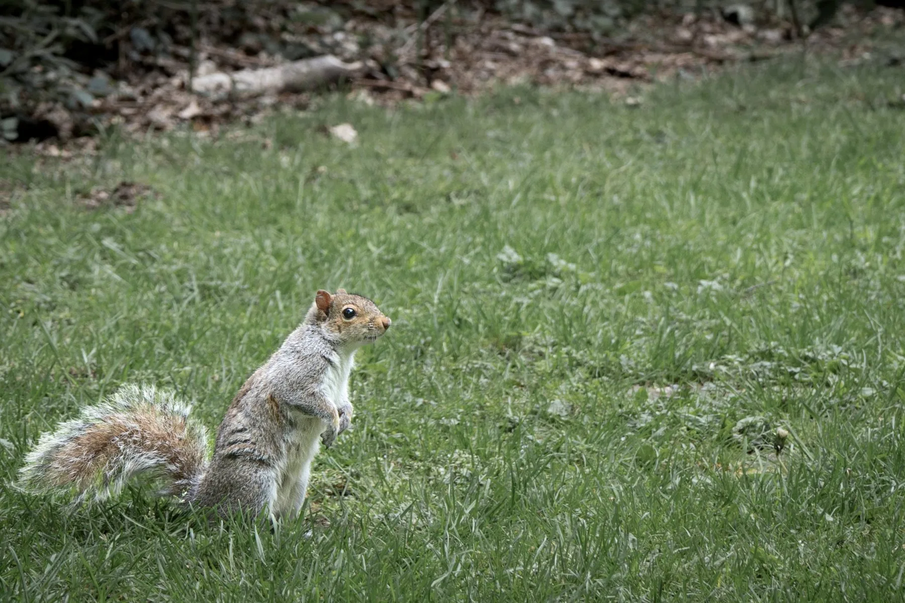 Gray squirrel standing upright in green grass near a wooded edge.