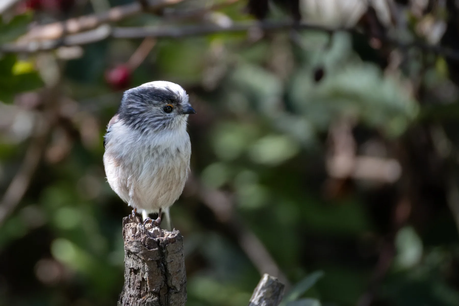 Small gray-and-white bird perched on a broken branch against a blurred green background.