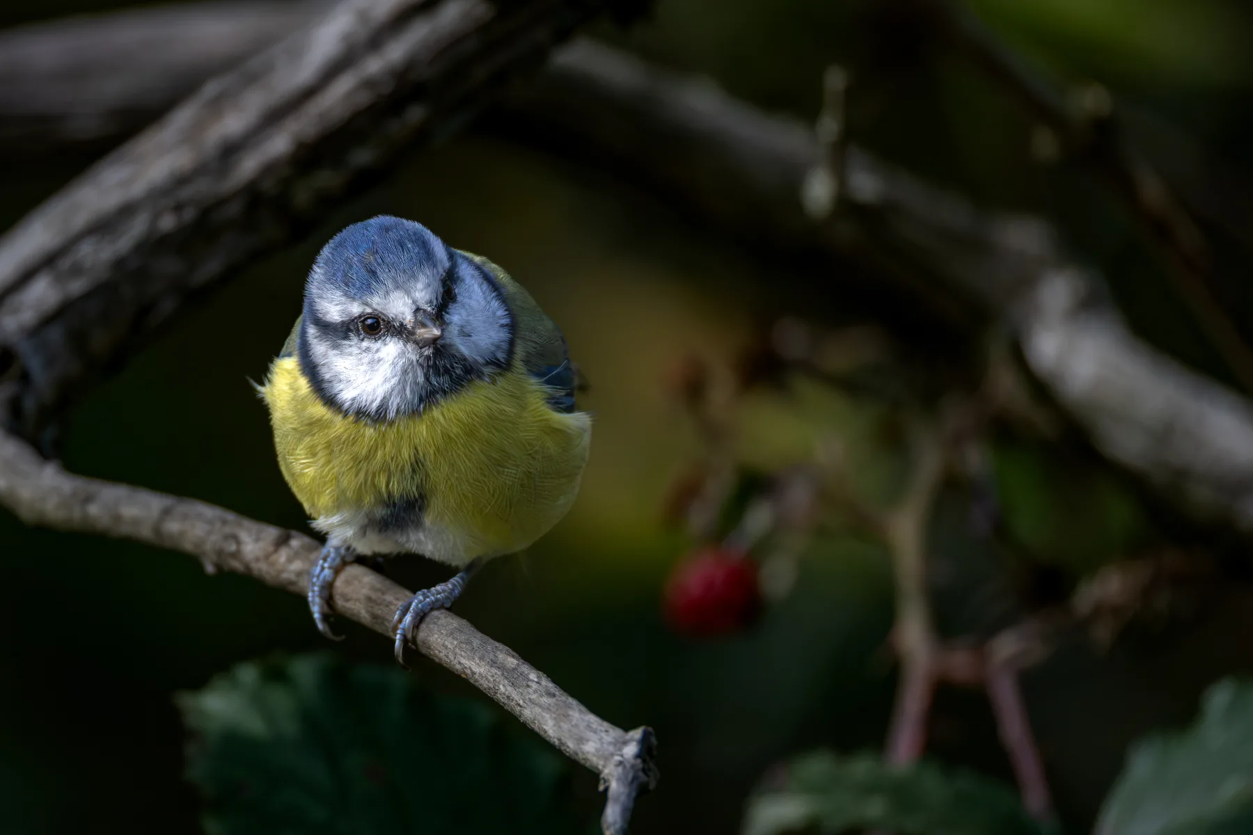 Blue tit perched on a branch in soft light, with dark blurred foliage in the background.