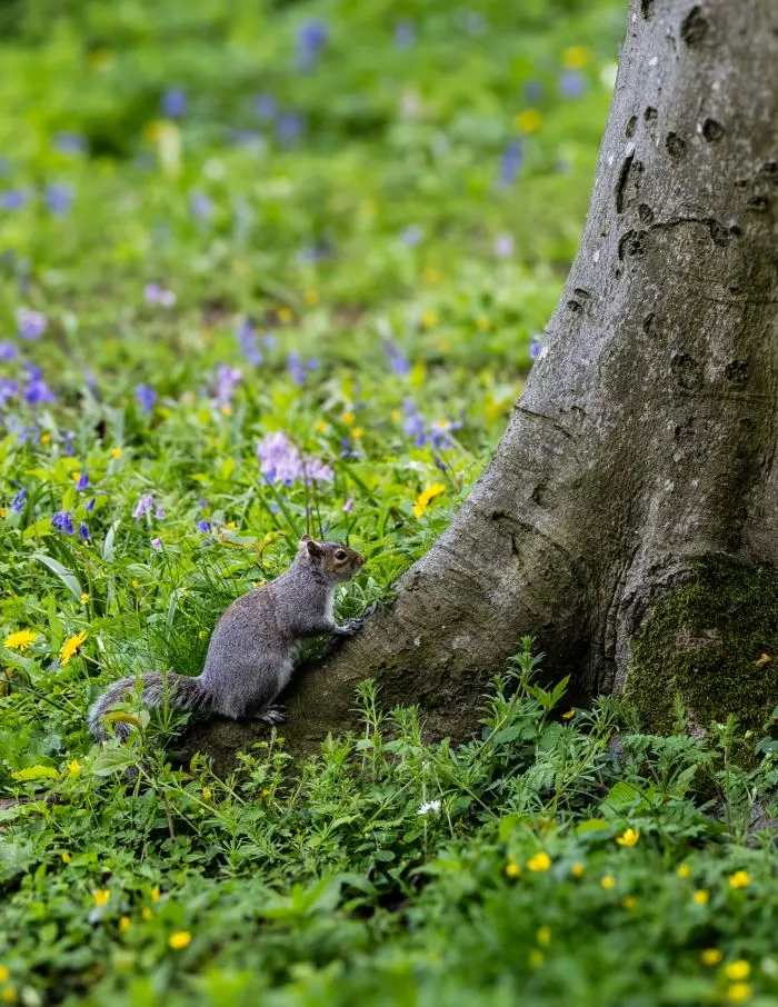 Gray squirrel climbing a tree trunk surrounded by green grass and wildflowers in a forest clearing.