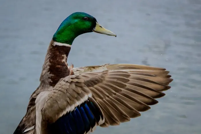 Mallard duck with green head extending its wing by a body of water, showcasing blue and brown feathers.